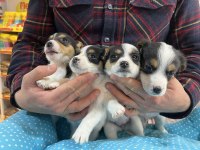 KÜÇÜK IRK KİSA BACAK MASKELİ̇ JACK RUSSEL YAVRULAR