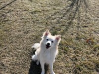 Eğitimli, komut itaat bilen, tuvalet eğitimli Pomeranian