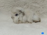 Sevimli Guinea Pig Yavruları