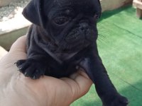 Pug mops yavrular