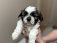 Shih-Tzu ev yavrular