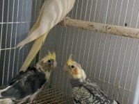 BEBEK SULTAN PAPAĞANLARI