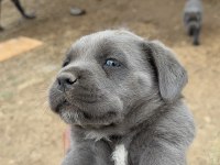 Cane Corso Yavruları