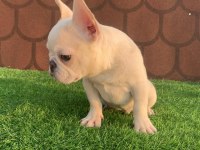 Cream French bulldog