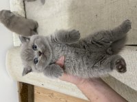 Tatlı Surat Scottish Fold Yavrular