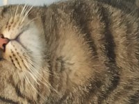Ücretsiz erkek british shorthair