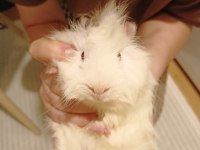 Yavru Dişi Ginepig