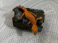 Leopard gecko