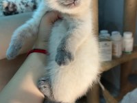 Scottish fold blue point dişi