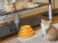 Golden british longhair bebeğimiz