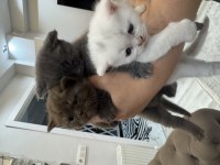 Yavru Kediler 3 Adet