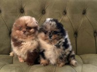 Show Kalite Pomeranian Boo