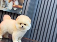 Pomeranian boo köpeği
