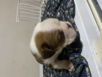 İngiliz Bulldog Yavrular