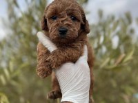 TOY POODLE a kalite