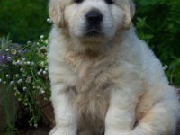 Golden Retriever Yavrular Canlı Görerek Alabilirsiniz