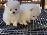 Pomeranian boo antaya pamuk şekerleri