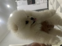 Pomeranian Boo Köpeği 3 Aylık