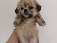 Morkie yavrumuz 1,5 aylık