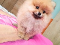 İzmirde Ayı Surat Orjinal Pomeranian Boo Yavruları