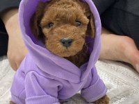 Bebek Toy Poodle