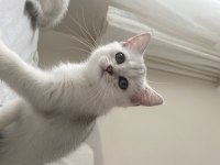 SLİVER YAVRU KEDİMİZ