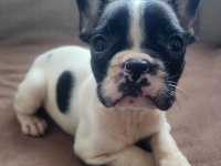 Fransız bulldog yavrular izmirden