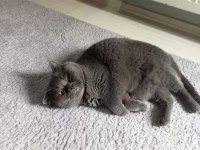 Sahibinden british longhair
