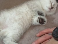 British shorthair yavru kediler