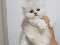 Erkek British Longhair