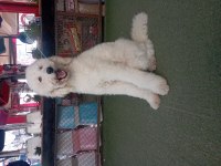 Dev Poodle