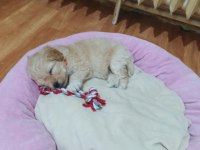 2 Aylık Maltipoo bütün malzemeleri ile birlikte
