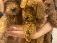 Red Toy Poodle Sahiplendirme
