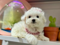 SEVİMLİ MALTESE TERRİER KÖPEĞİ