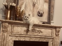 British Longhair