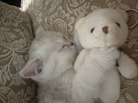 British shorthair safkan silver point