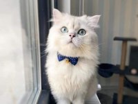 Longhair Scottish fold