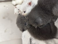 British shorthair - scottish fold kedimiz