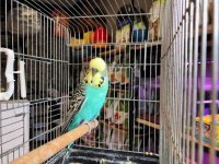 MUHABBET KUŞU SHOW JUMBOLAR KARŞINIZDA