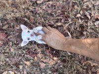 Orjinal Safkan Chihuahua Bebekler