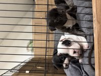 French bulldog yavruları rezervasyon dişi erkek