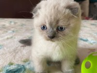 Scottish fold 2,5 aylık