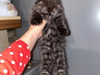 Uygun fiyata verilecek scottish fold