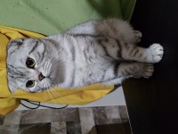 Silver scottish fold 1,5 yaşında erkek