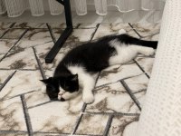 Harika bir erkek exotic shorthair beşiktaş yavru