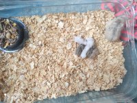 Gonzales hamster yavruları acil sahiplendirme