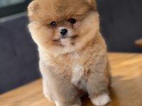 Pomeranian boo teddy face dişi erkek yavrularımız