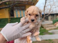 Orjinal maltipoo yavrular