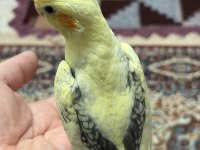 ELE VE İNSANA ÇOK ALIŞIK YAVRU SULTAN PAPAĞANI