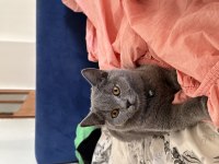 3 aylık erkek british shorthair tuvalet eğitimi vardır